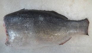 Fresh headed and gutted Nile perch