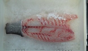 Frozen kosher-cut Nile perch fillet, tail side